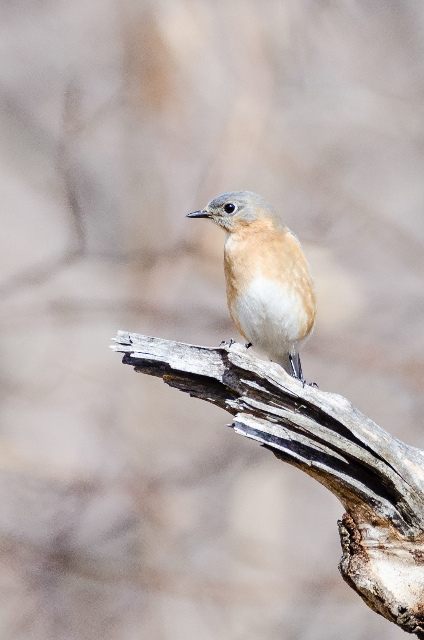 Species Spotlight: Eastern Bluebird | by Mohonk Preserve | Medium