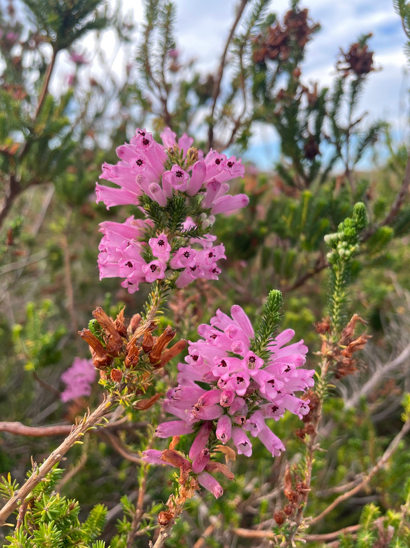 What is Cape Flats Sand Fynbos and why should you care?