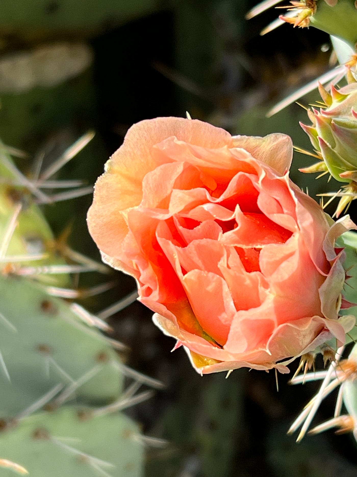 More Cactus Roses. Some photos and thoughts from my | by Lisa Spray |  ILLUMINATION | Medium