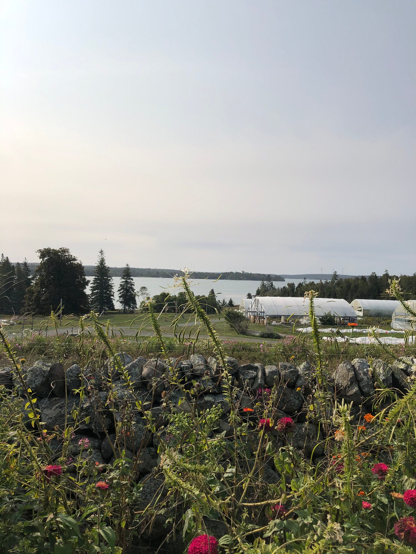 Uncovering the Hidden World of Radishes — Turner Farm