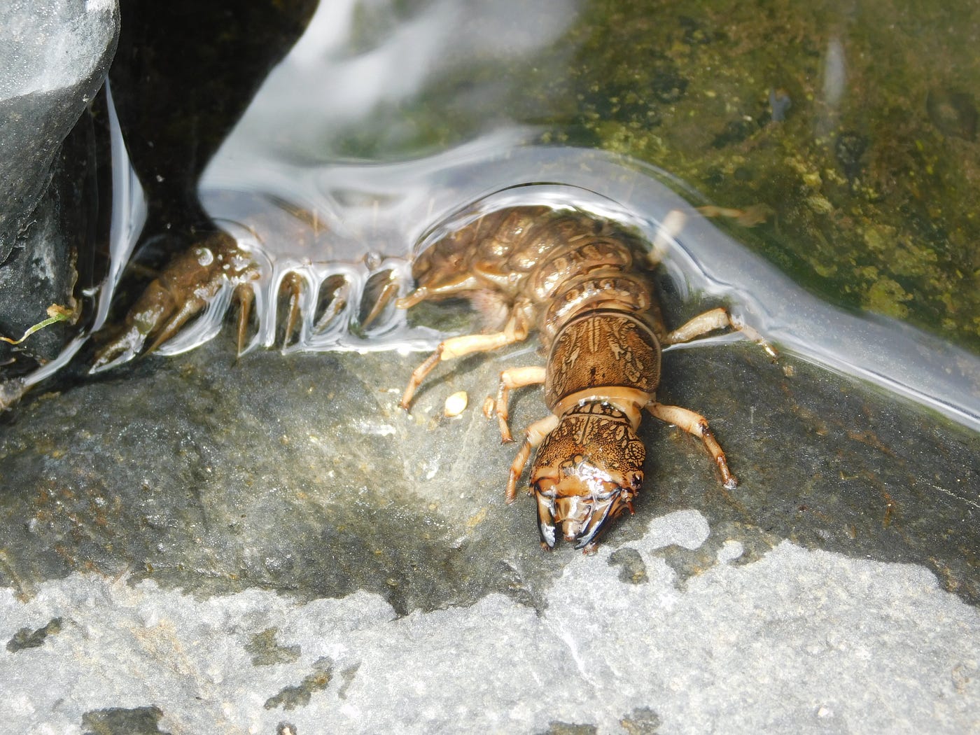 Hellgrammites. I was boulder hopping one of my…, by Gary Every, Wildlife  Trekker