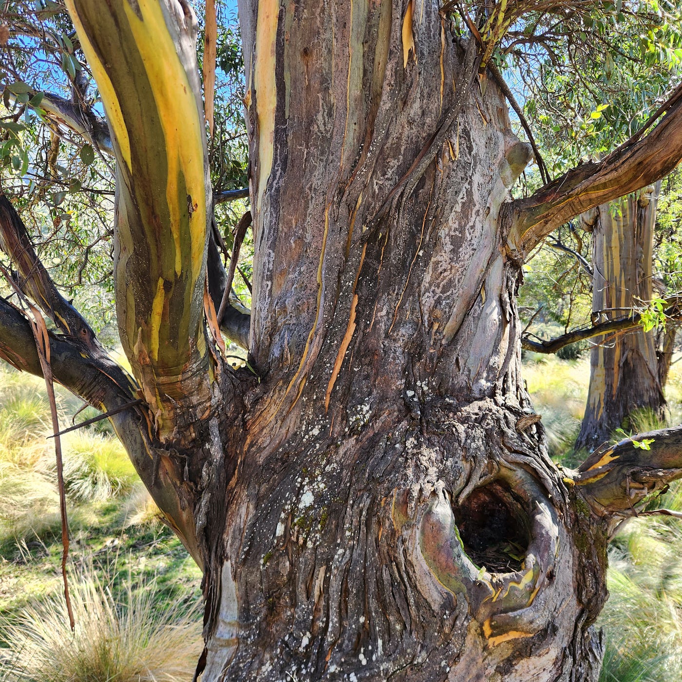 Beautiful Black Sallee trees along the Thredbo River