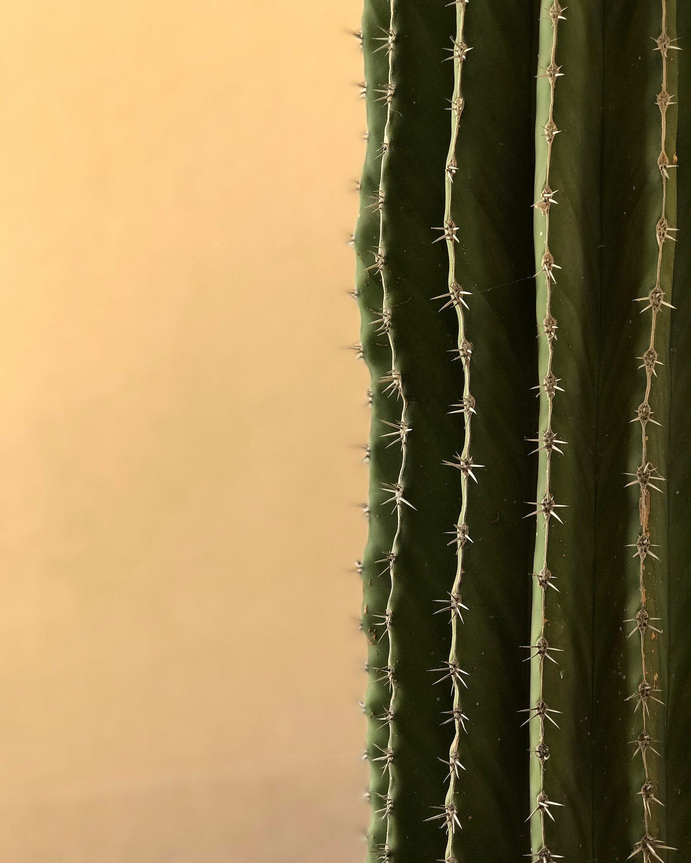 dracena green white Dracaena, Warneckii — Ritters Garden and Gift main image 0