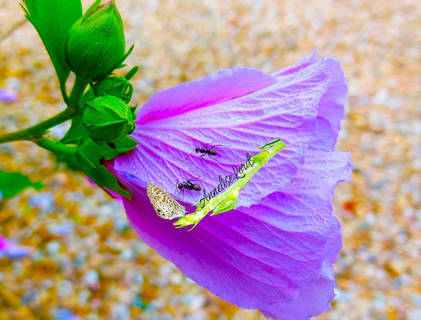 Life & Living — Are You An Ant or A Grasshopper?