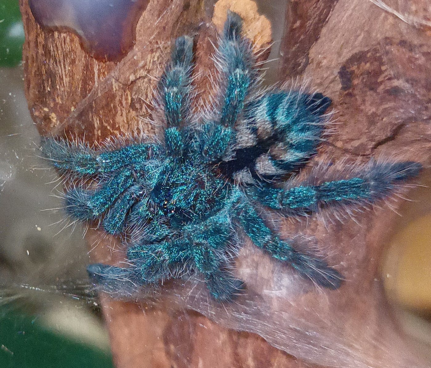 The rare pleasure of overcoming arachnophobia