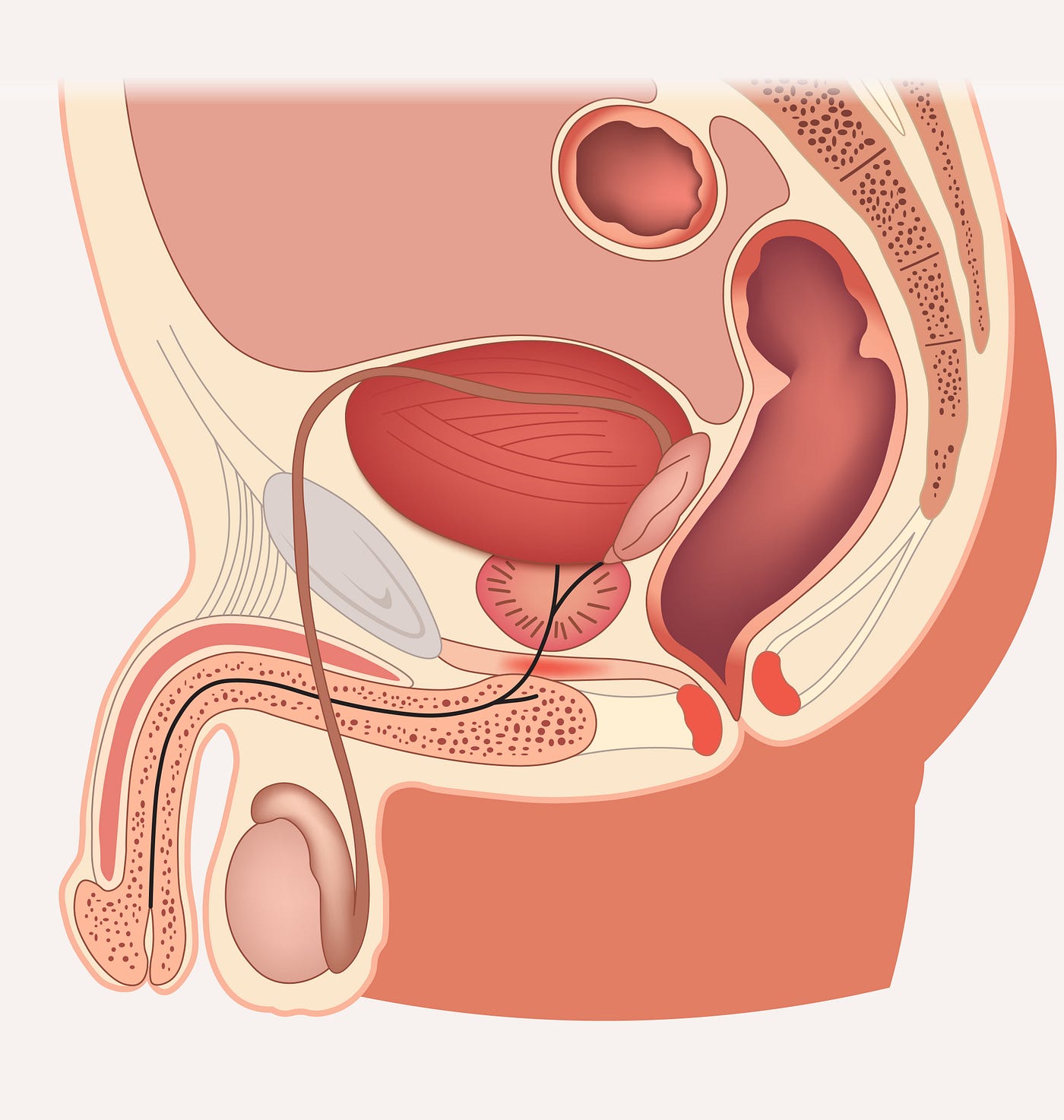 Cómo mejorar la vitalidad con cáncer de próstata: 5 claves naturales respaldadas por la ciencia