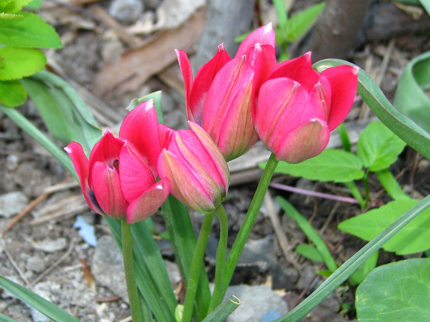 🌱 10 Amazing Tips for Growing Tulipa Pulchella
