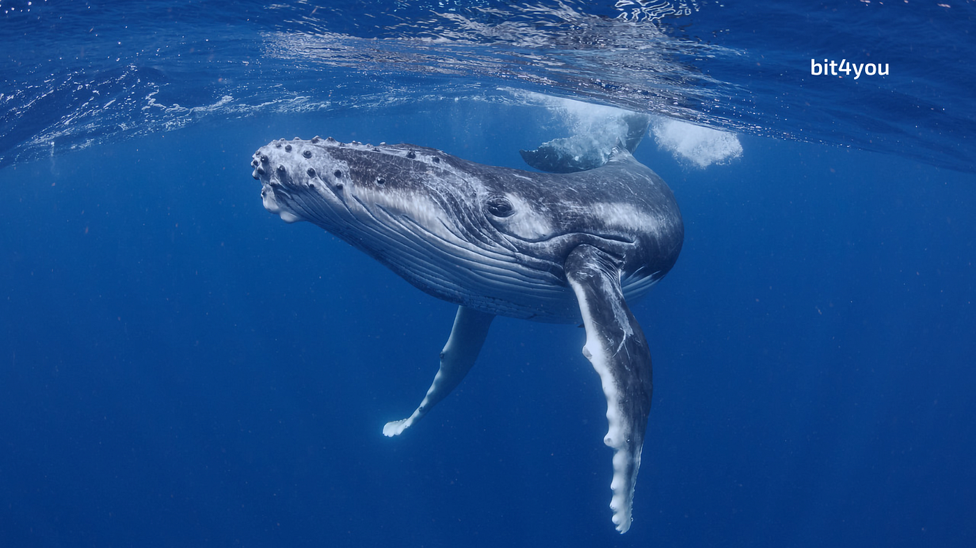 Small Crypto Investors Got Eaten Like Krill by Whales | by BIT4YOU.io |  Blockchain Biz | Medium