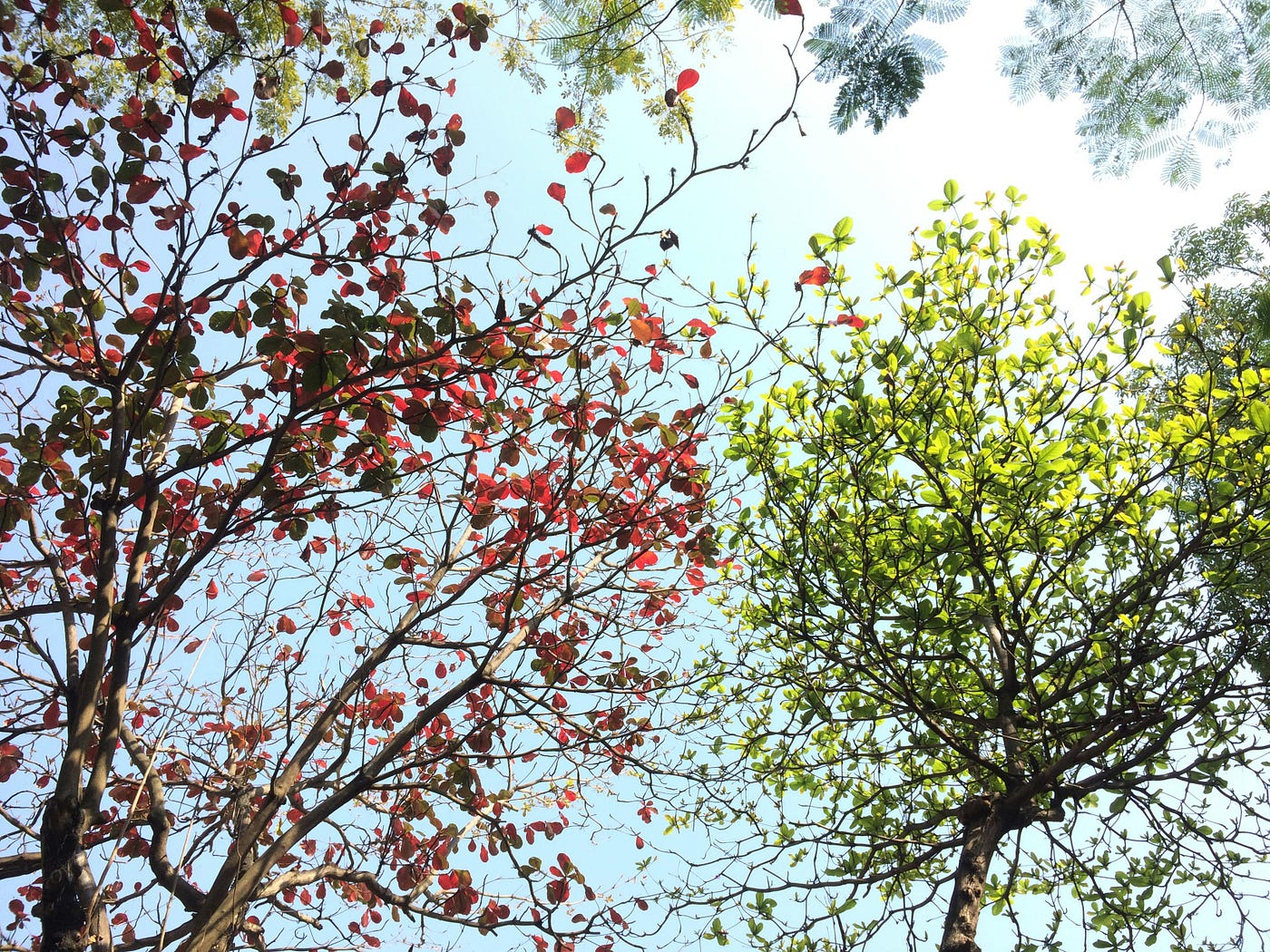 Foto de le vy: https://www.pexels.com/es-es/foto/hojas-de-arboles-rojos-y-verdes-en-un-dia-soleado-668553/