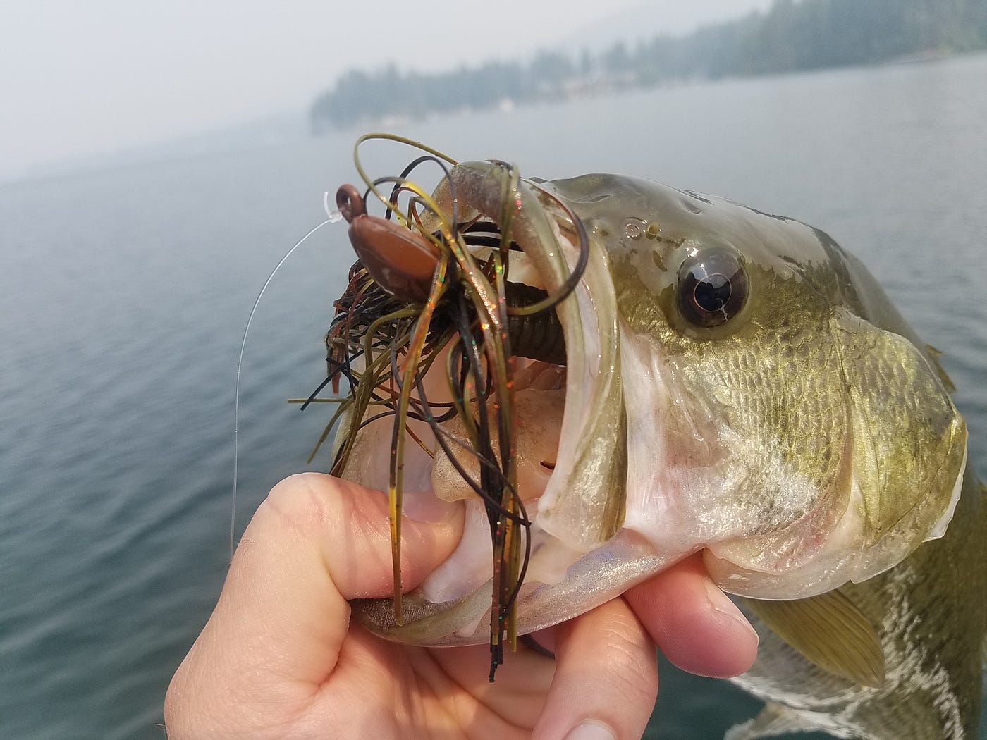 Dead bait can effective when going saltwater fishing