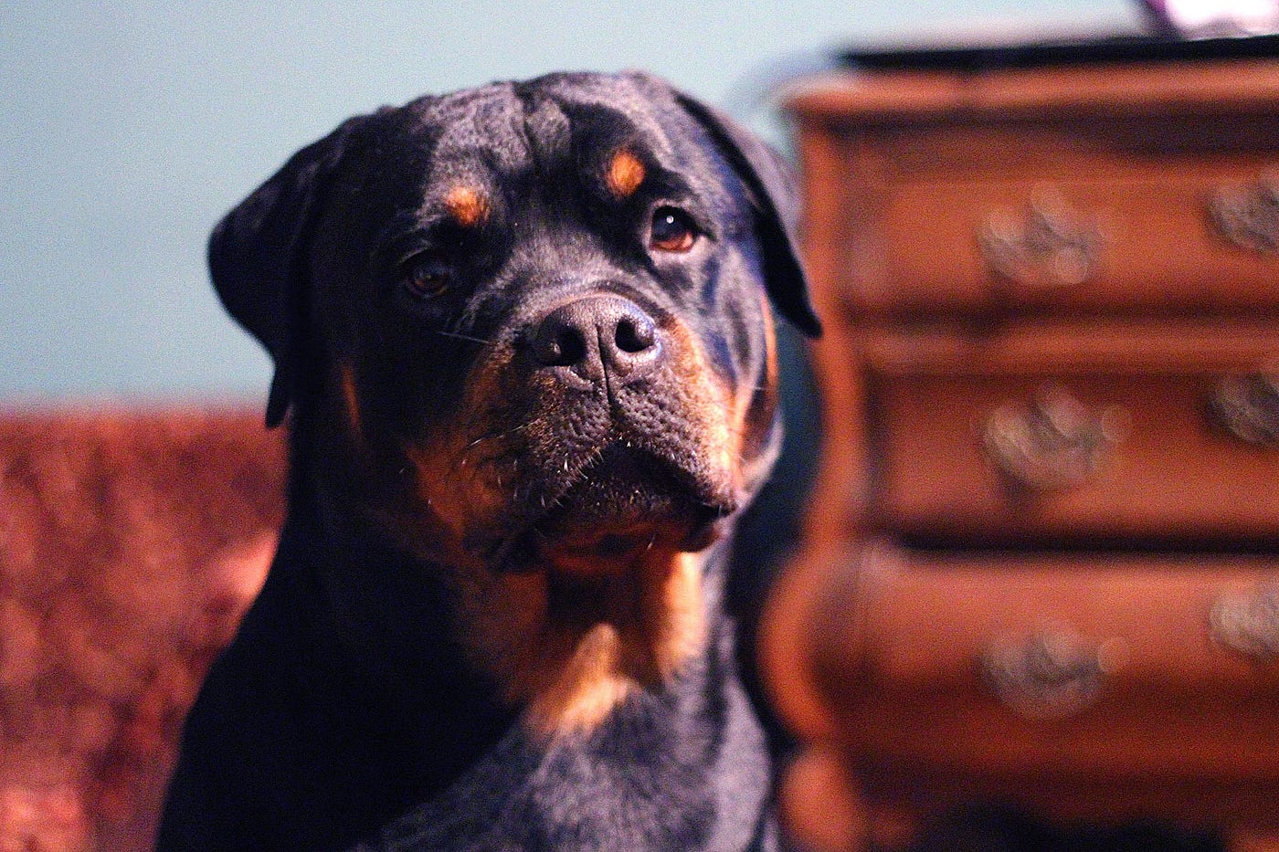 are rottweilers dangerous