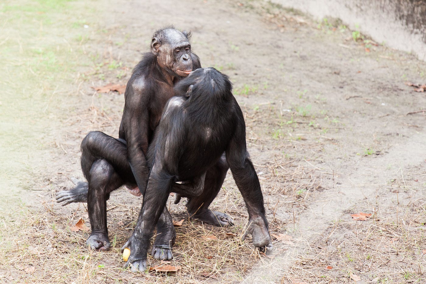 How Much Like Bonobos Are image
