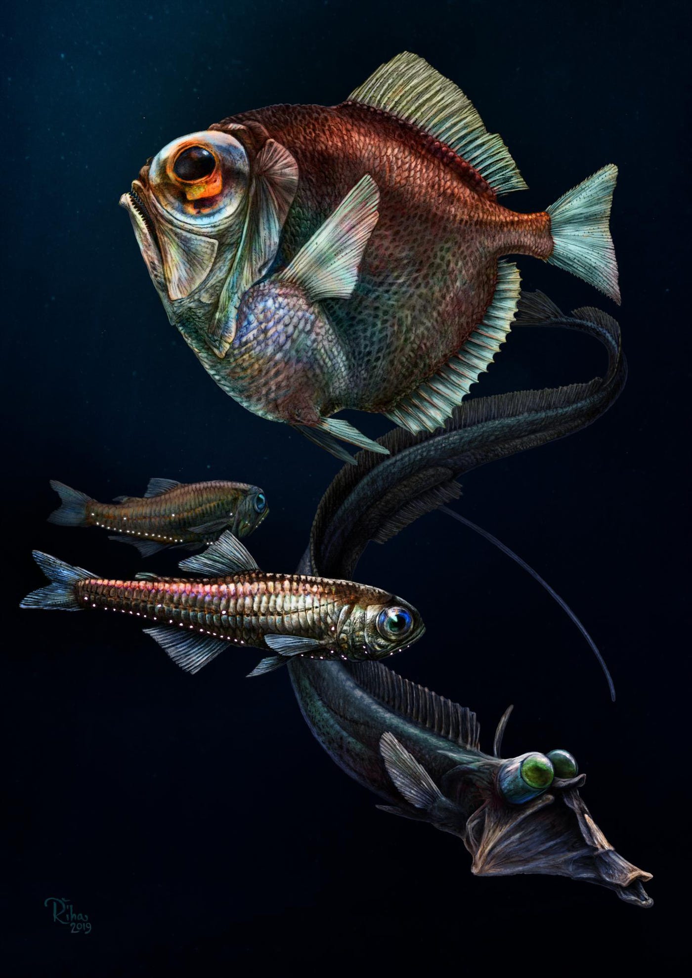 Fish Eye Fish
