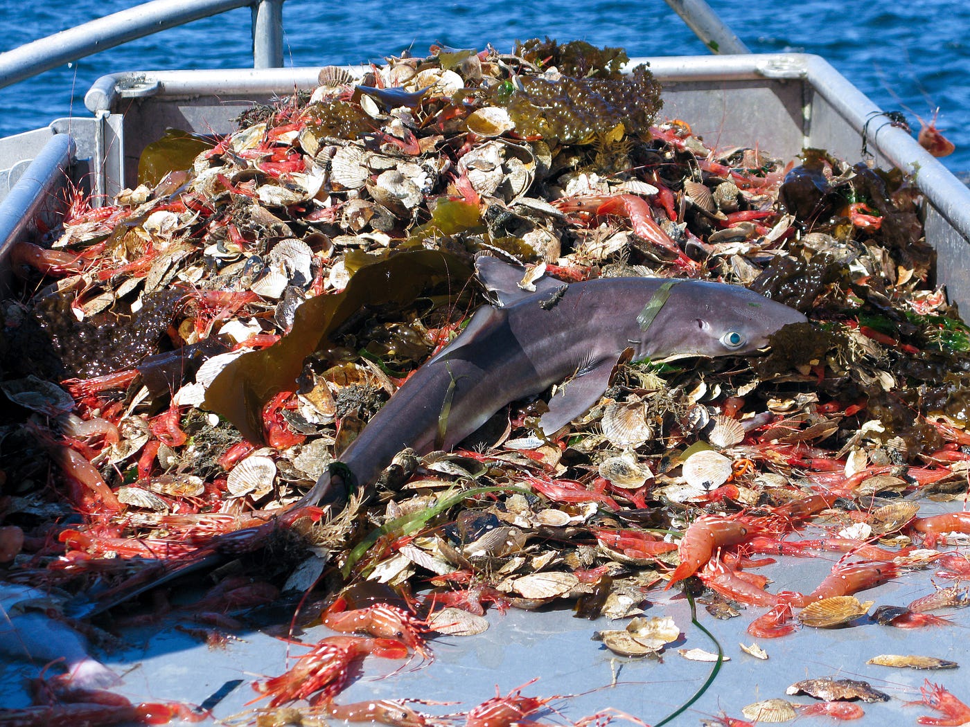 Why Wild-Caught Shrimp Aren't as Innocent as You Think