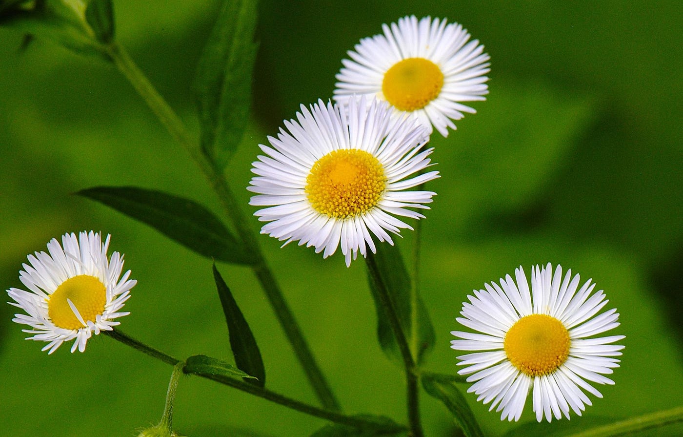July Wildflowers エリザベス・キャメロン July Wildflowers エリザベス・キャメロン