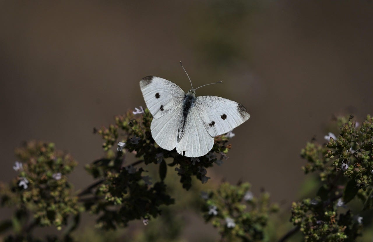 What Does Seeing Butterflies Mean? | Medium What Does Seeing Butterflies Mean? | Medium