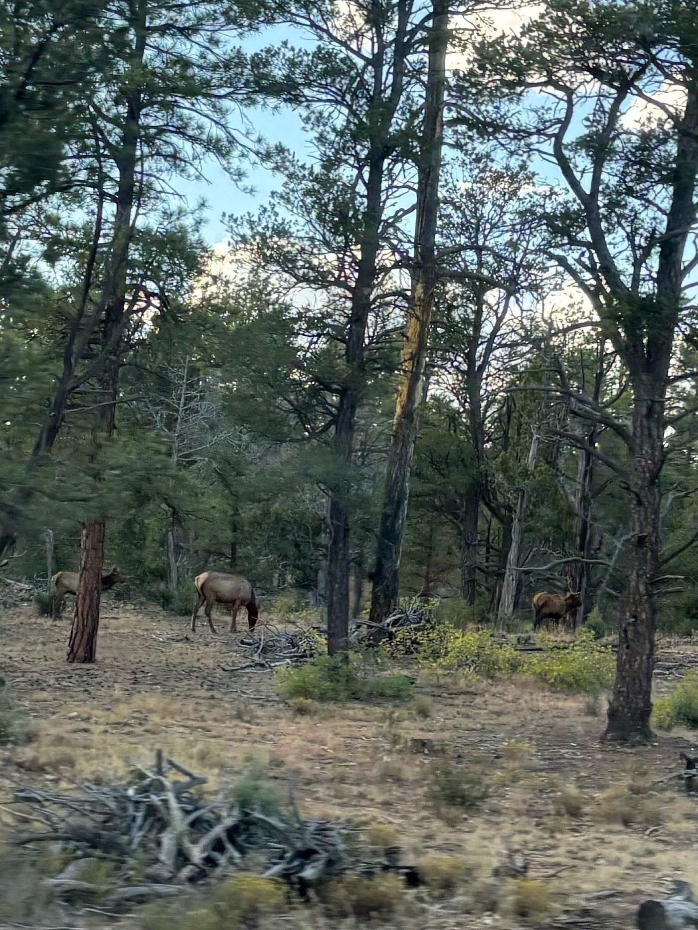 Kin to our Arkansas elk??
