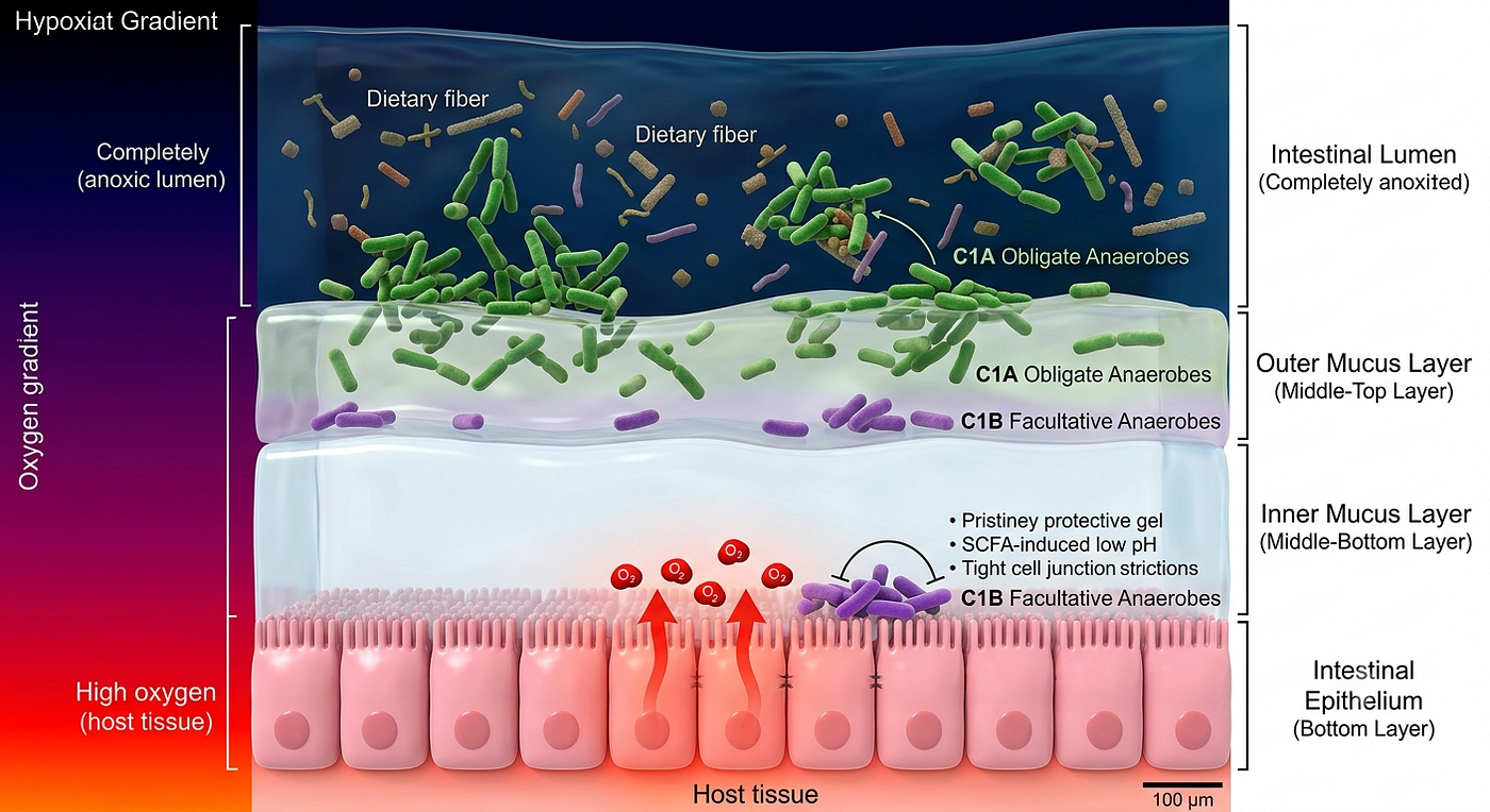 The Metabolic Corridor: How the Gut’s Ecological Balance Shapes the Chemistry of the…