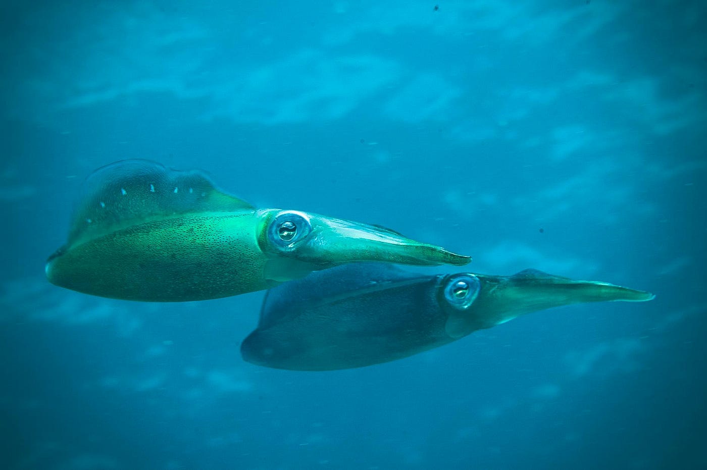 We Are Like Squid: The Gift of Shape-Shifting