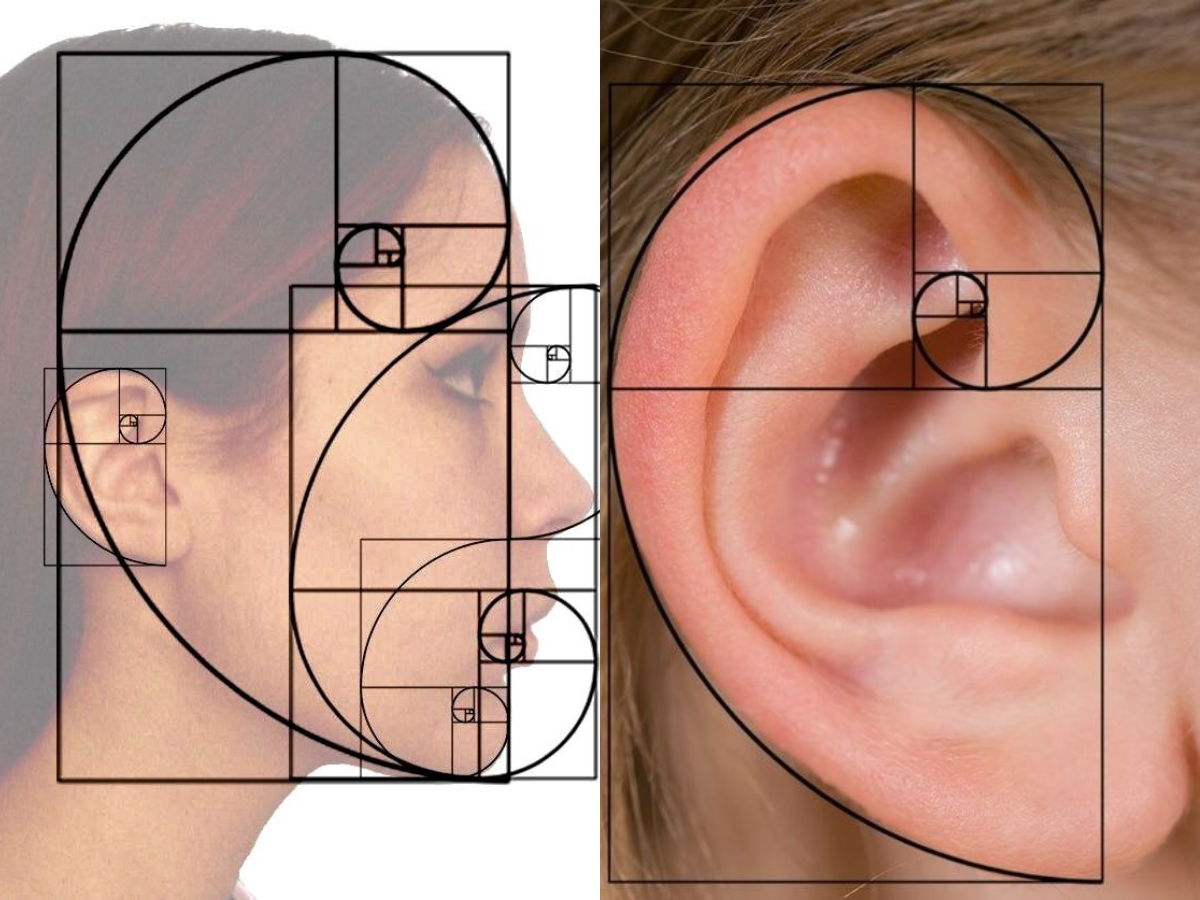 Fibonacci Sequence & Golden Ratio: Math in Nature | by James Ng | Medium