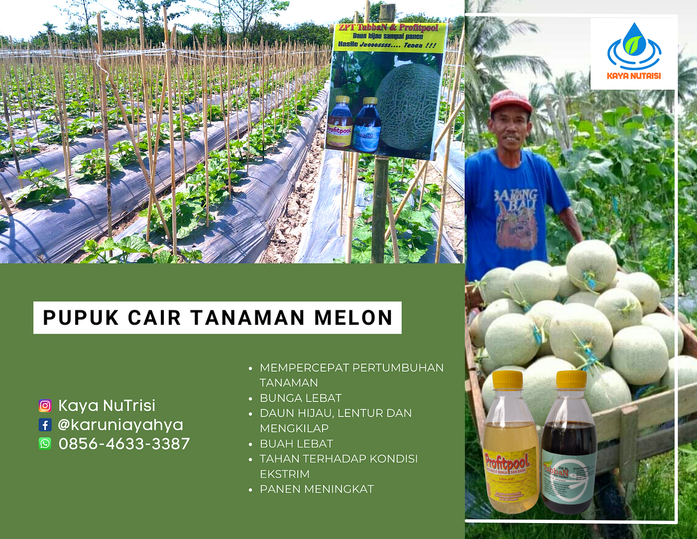 ANTI RONTOK, Call 0852–3161–6525,Pupuk Cair Cabe Rawit Di Banyuwangi Profitpool, Tubban, Jati…