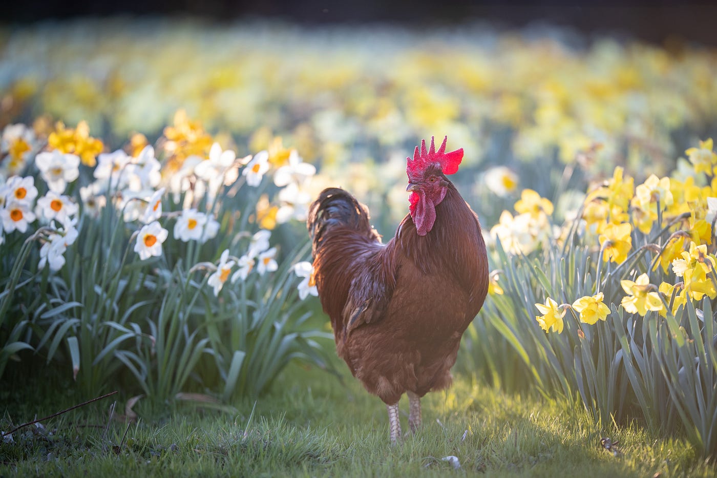 Red Baron, a very handsome and much loved rooster.