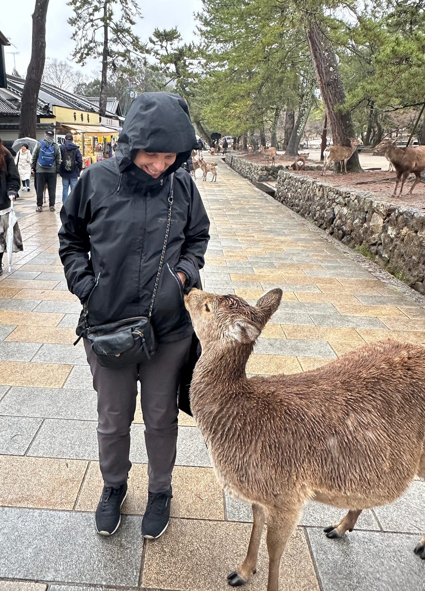 The Golden Pavilion and hungry deer in Nara