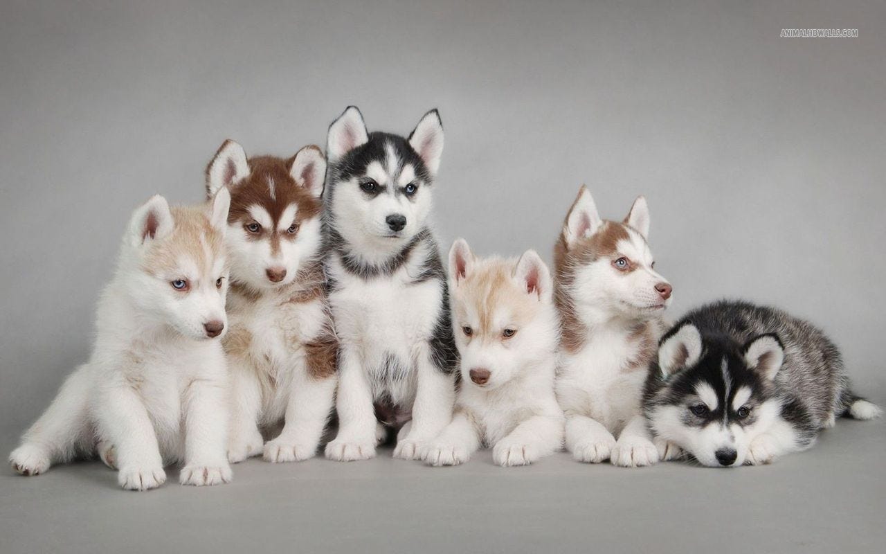 Cuidados para el Husky Siberiano. Una de las razas que recibimos más en… |  by HAPPY CAN CAMP | Medium