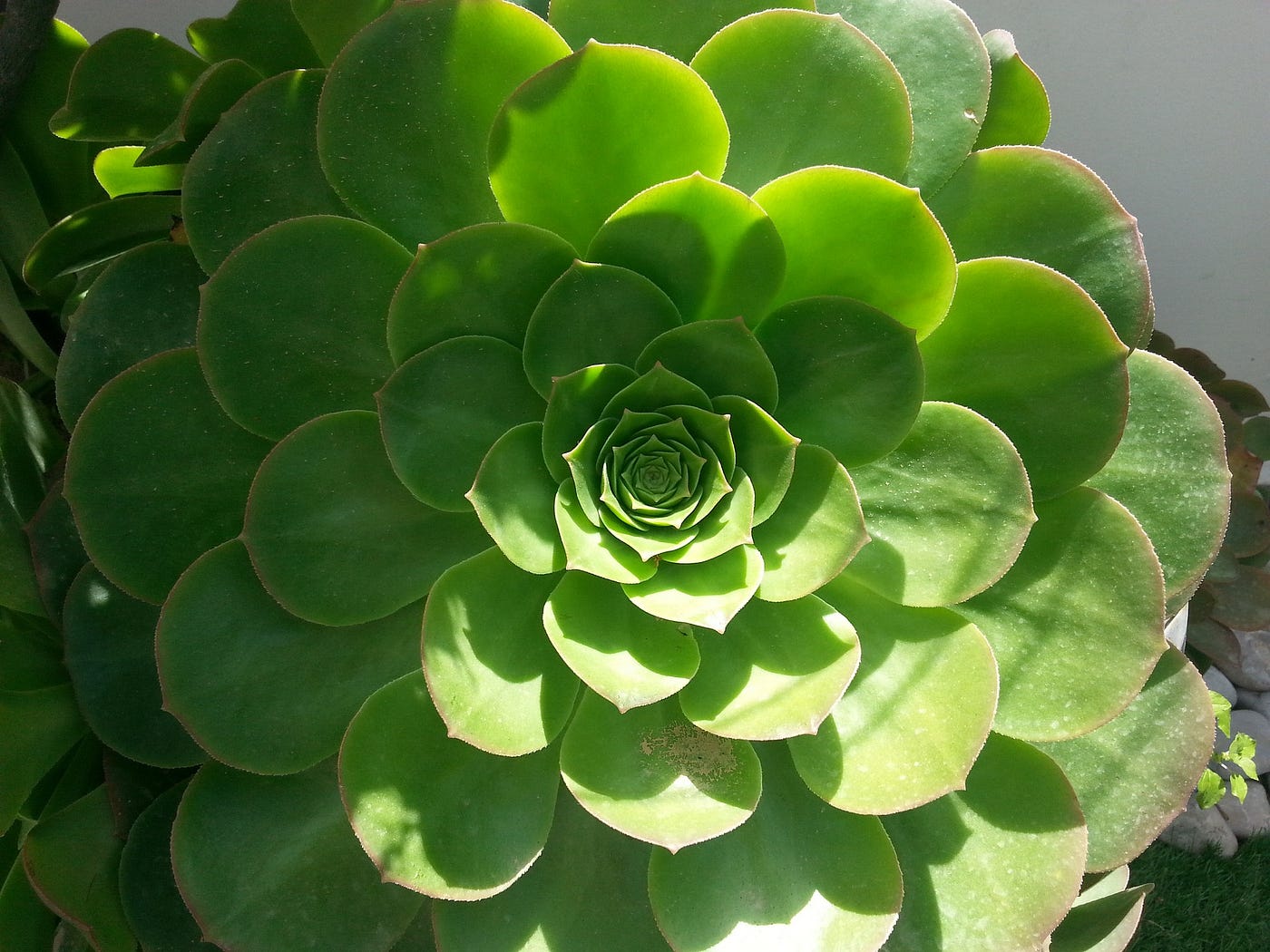 Fibonacci Spiral In Plants