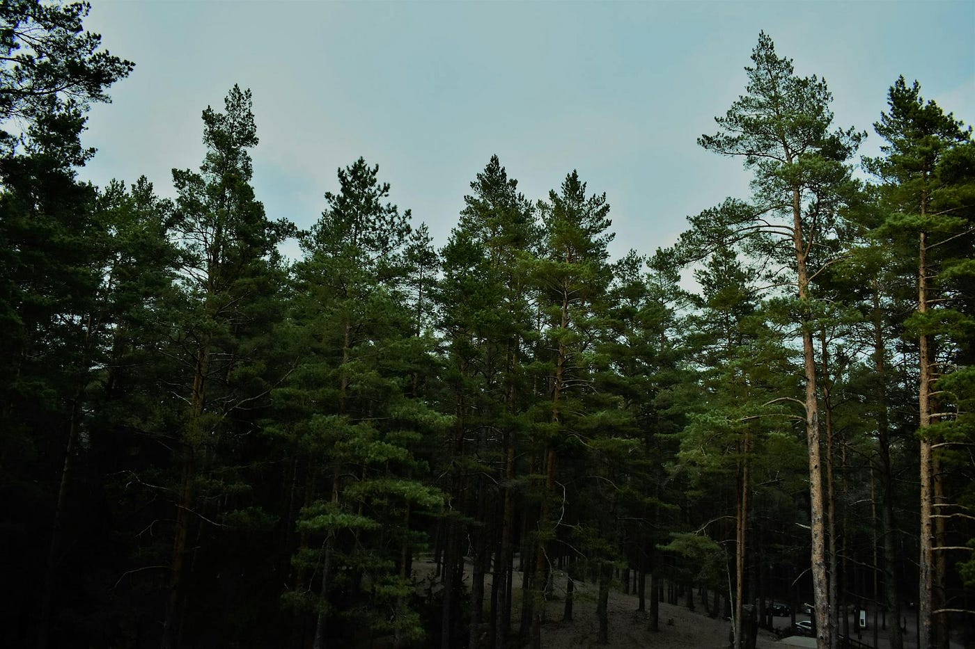 Unlocking the Power of Pine Bark Extract: Benefits, Uses, and Safety Tips