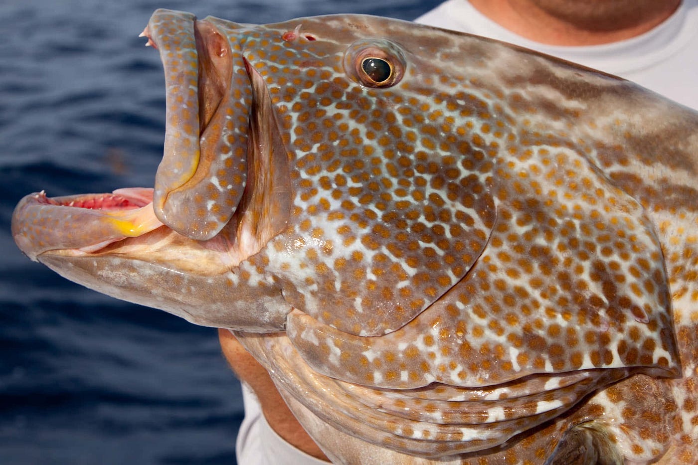 Ultimate Grouper Fishing Guide: Tips, Baits & Hotspots