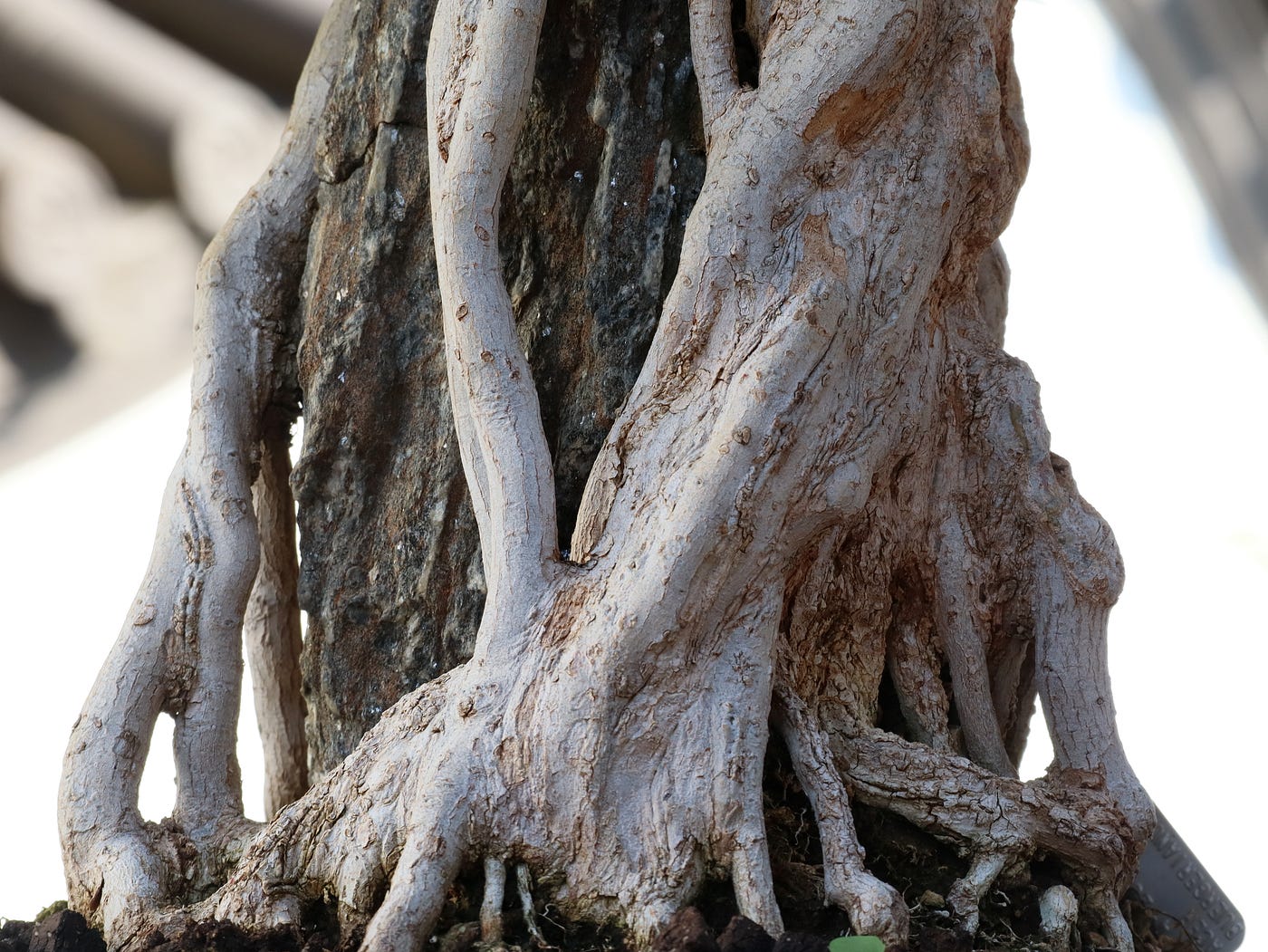 Intertwined Strata of Life (Photography: Francine Fallara)