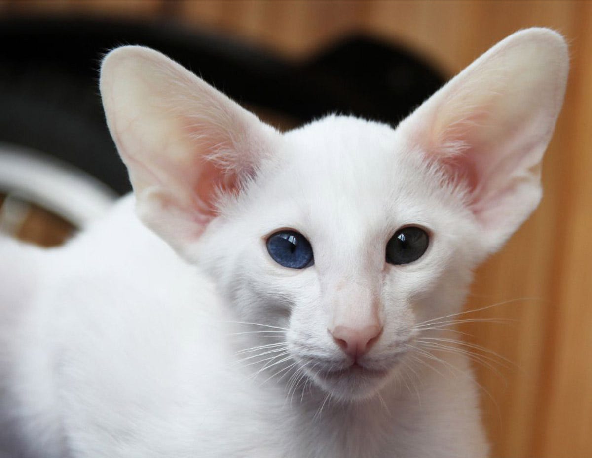 Cat Breeds With Big Ears: Discover Unique Feline Charms