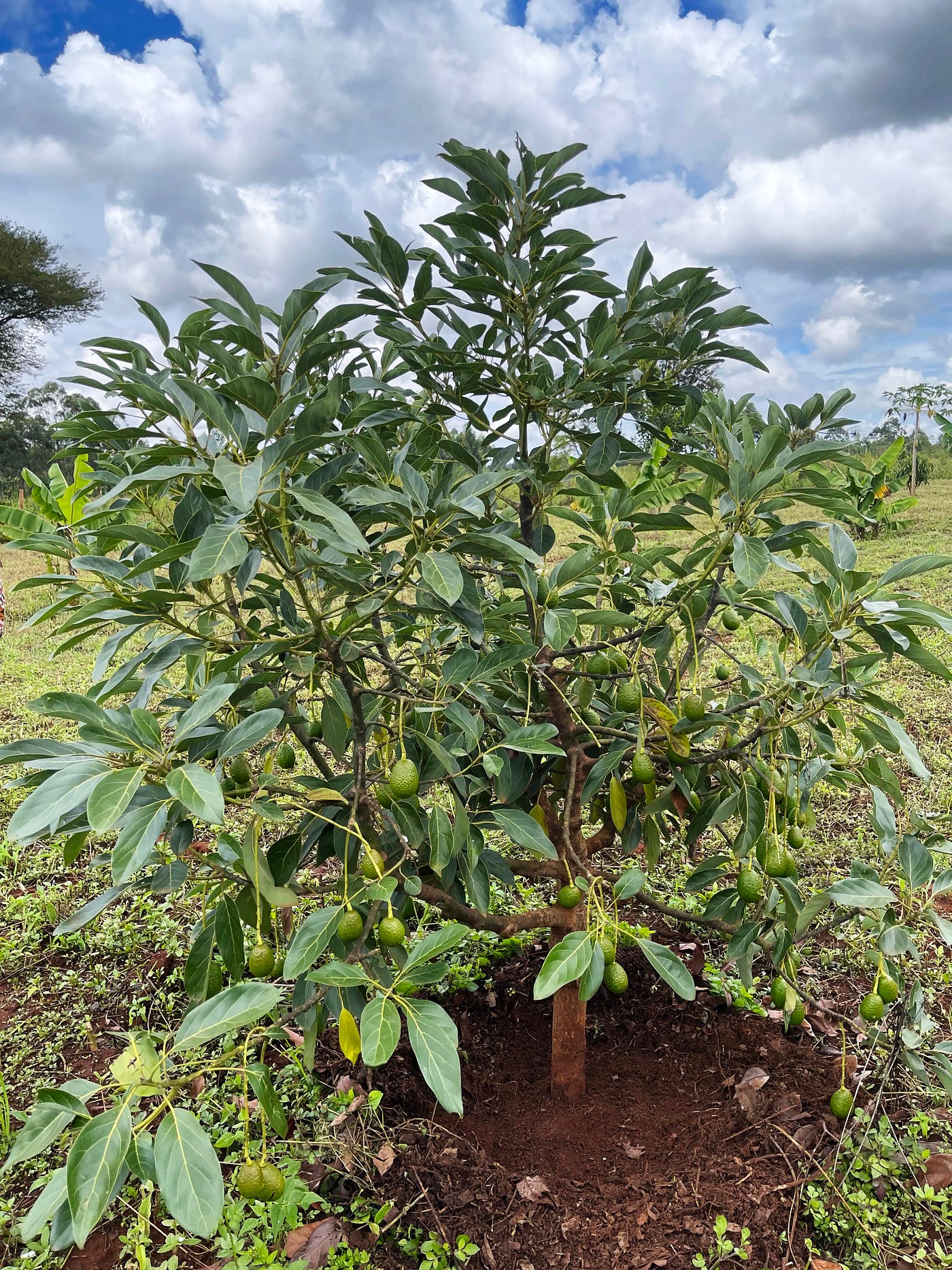 Hass Avocado Farming Challenges and Lessons Learnt | by Teresa Nanjala  Lubano | Medium
