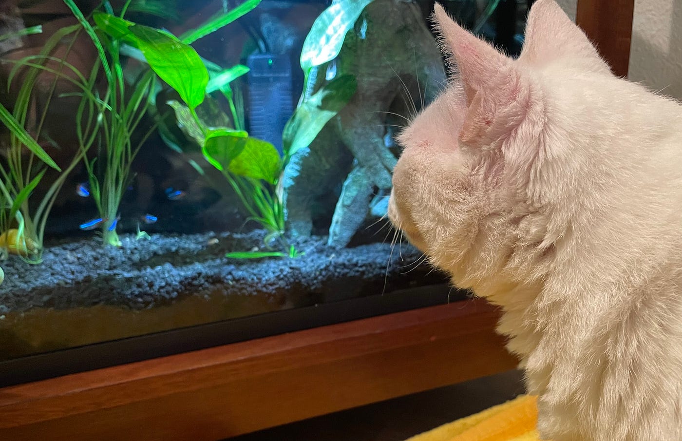 Cat in fish clearance tank