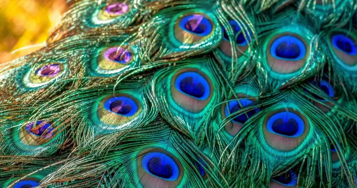 Peacock Feathers