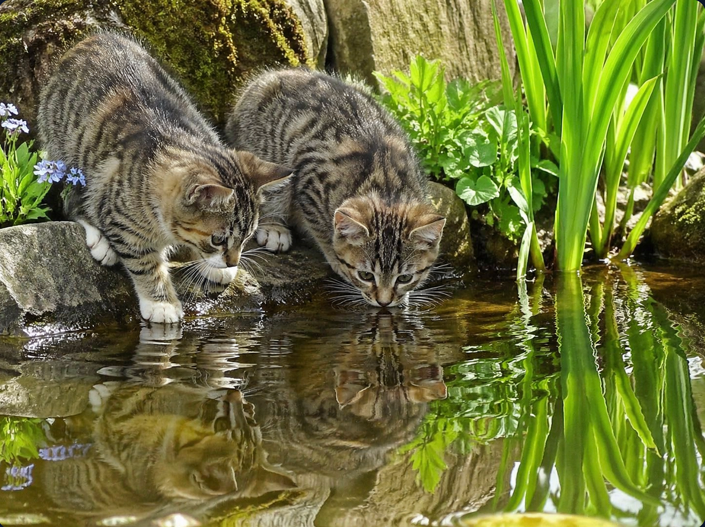 Katzen und Wasser: Ein ambivalentes Verhältnis