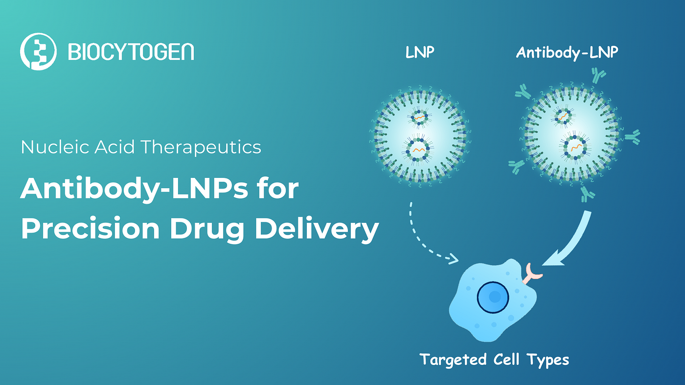 Antibody-Conjugated LNPs in the Spotlight: Precision Delivery for Nucleic Acid Therapeutics
