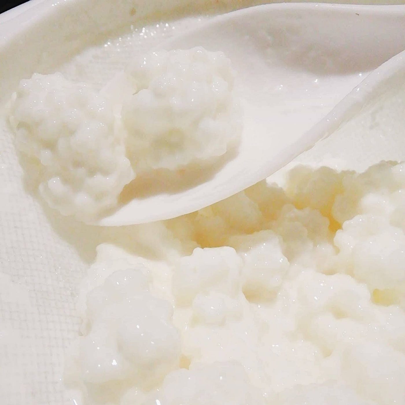 Kefir, elisir di lunga vita. L'arte del kefir è affascinante quanto… | by  Triboo_Cookpad | Medium