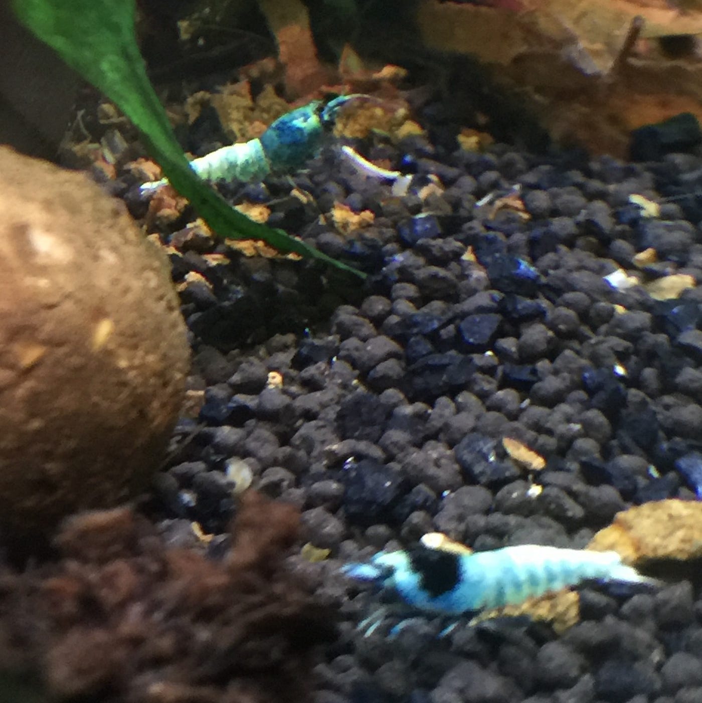 A quick guide to starting a shrimp aquarium, by brent willmers