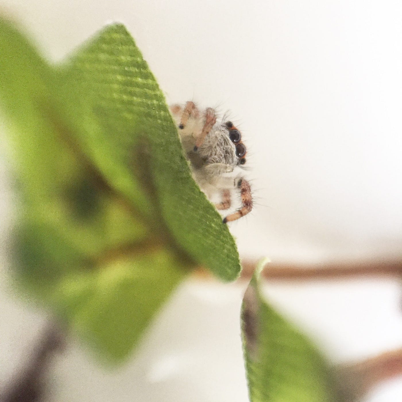 In the Mood for a Spood? Meet the up-and-coming pet: the Regal Jumping  Spider, Community