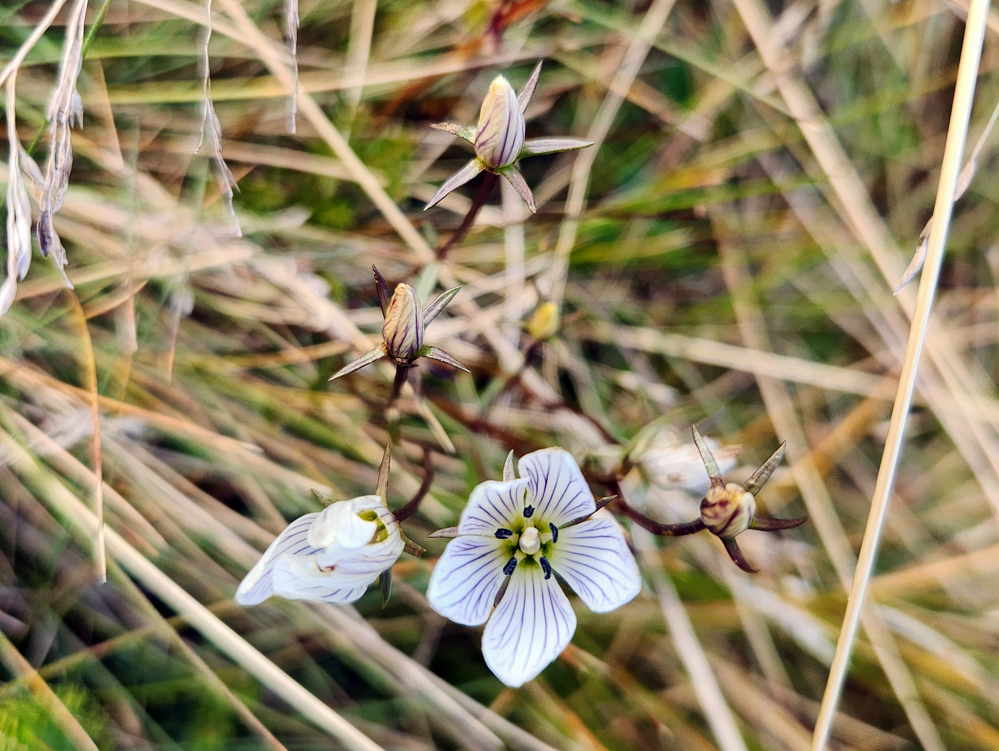 Mueller’s Snow-gentian