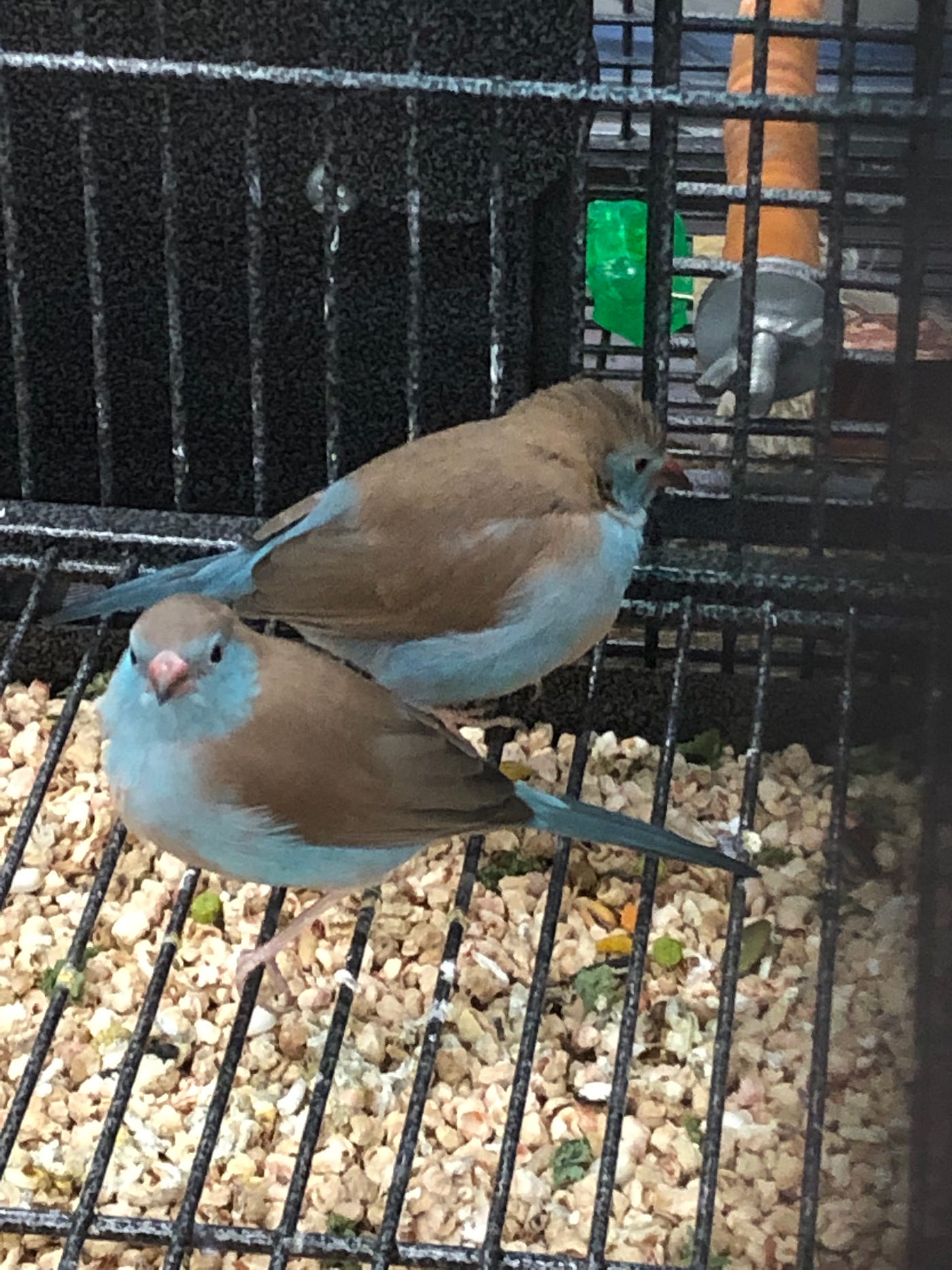 A Red Cheeked Cordon “Bleu Tale”