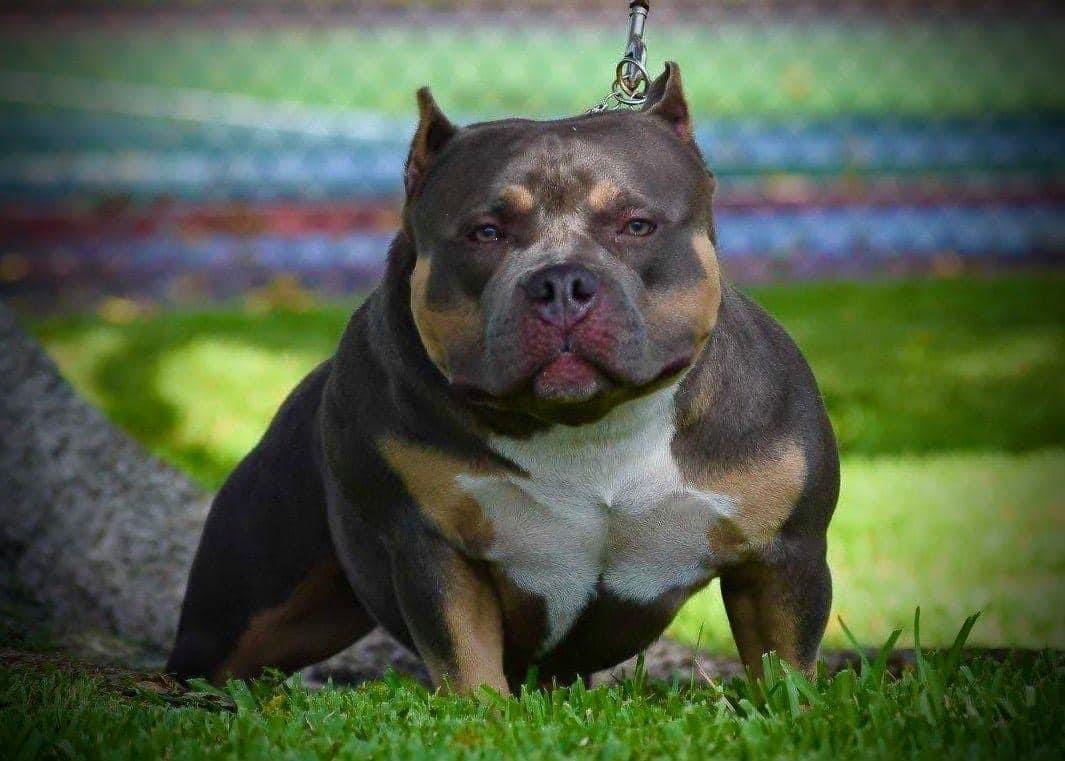 Exploring the 2023 American Bully Prices: How Much Does the Perfect  Companion Cost? 