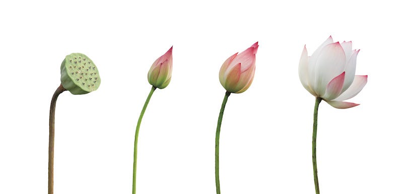 hasuさま専用ページ HASU | 蓮 : The Ibuki of July — A Sacred Flower Gracing the Waters