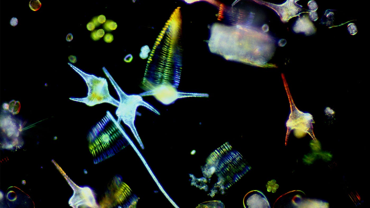 The Blue Lung: Invisible Inhabitants of the Oceans