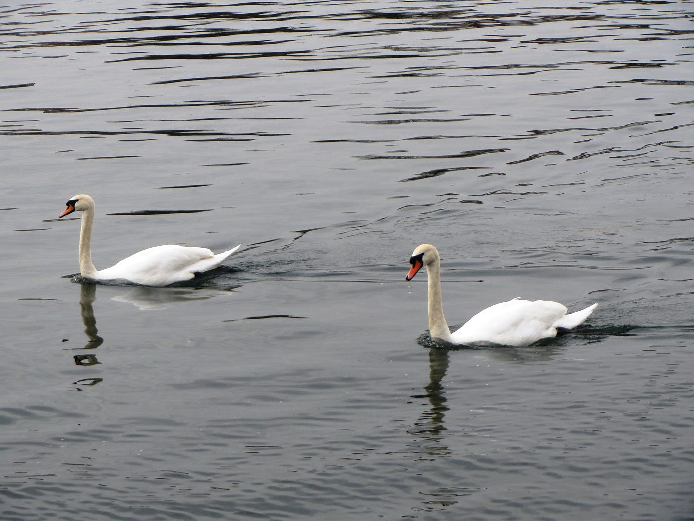 FINE ON THE RHINE