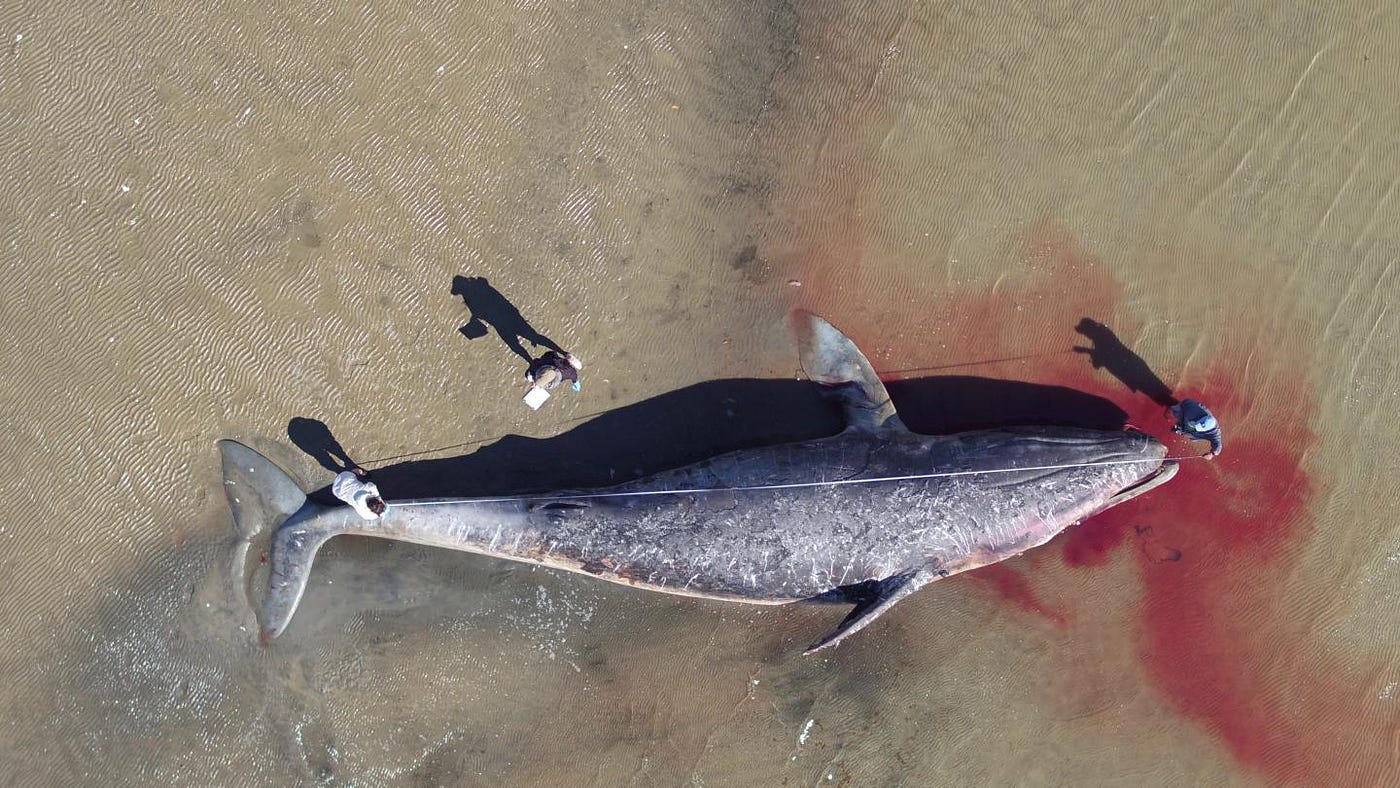 Kuzey Pasifik'in Doğusunda Gri Balinalar Açlıktan Ölüyor | by Hilal  Bardakcı | Medium