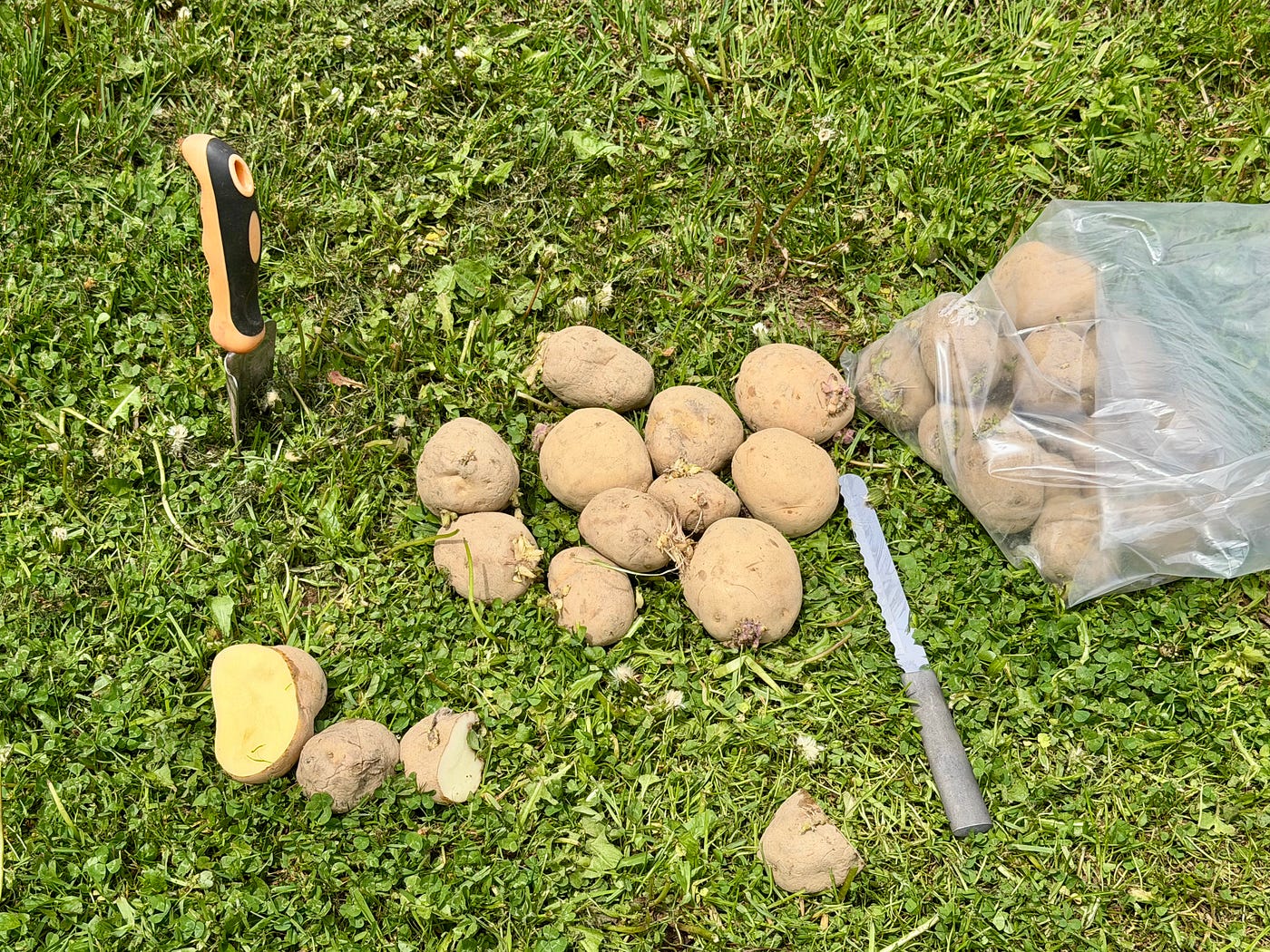Planting Potatoes/Author Photos