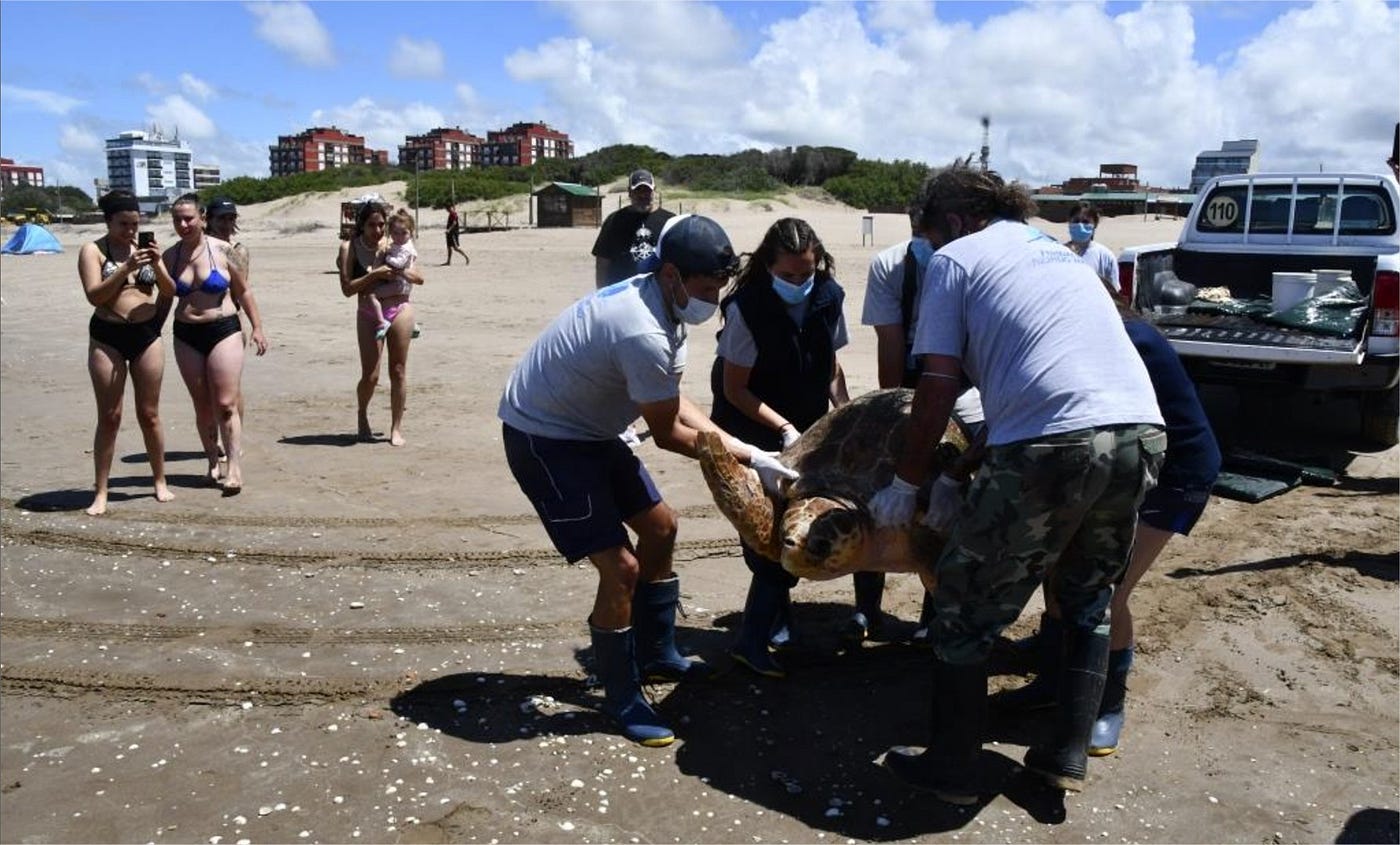 Rescatan y regresan al mar una tortuga cabezona de 130 kilos y más de 1 metro de longitud